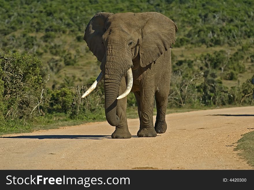 Addo Kruger Bull