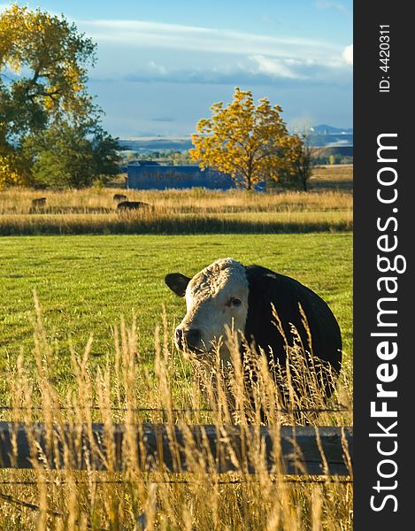 An Angus Beef Cow grazes in the colorful field among Colorado's fall foliage outside of Boulder. An Angus Beef Cow grazes in the colorful field among Colorado's fall foliage outside of Boulder