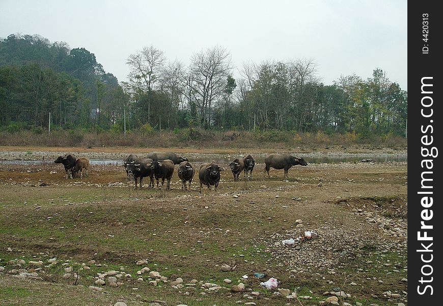 Many cows in the village. Many cows in the village.