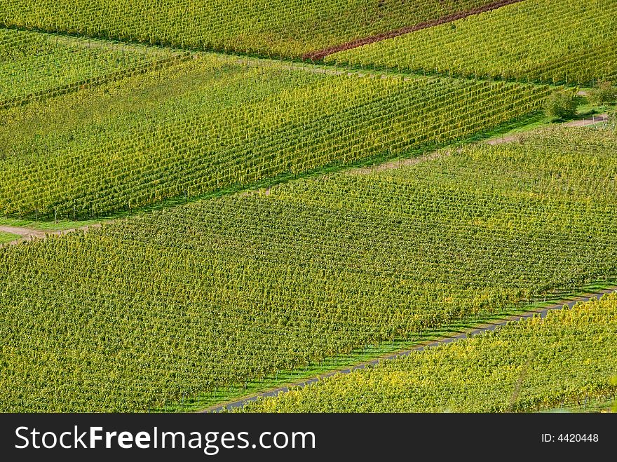 Wineyards at the German Mosel