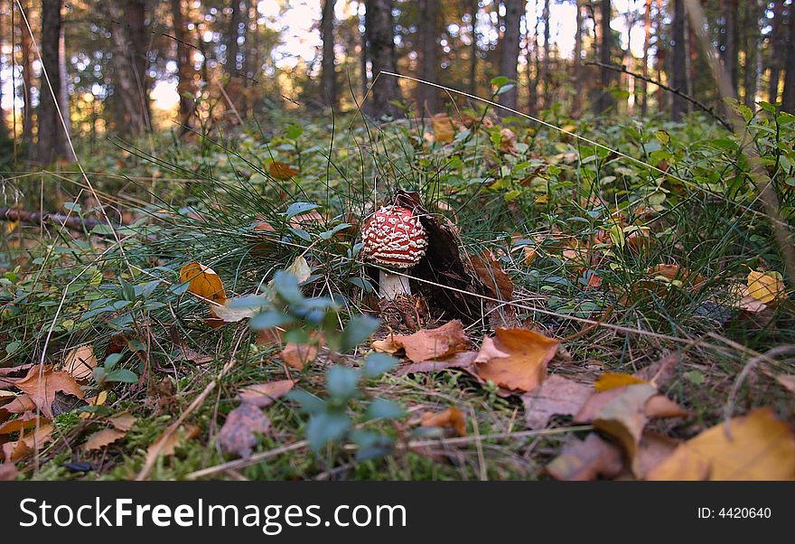 Picture of the red mushroom form taken in autumn season in czech forest. Picture of the red mushroom form taken in autumn season in czech forest