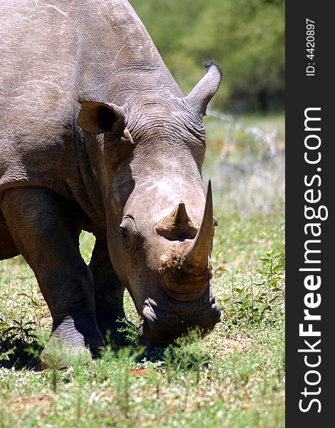 White Rhino (South Africa)