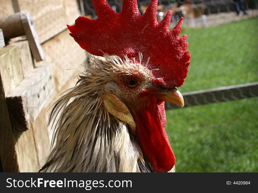 Cockerel head profile in a farmyard