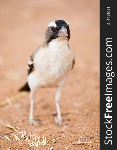 African bird of the family of sparrows