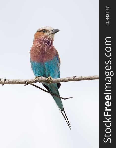 Colouring African bird