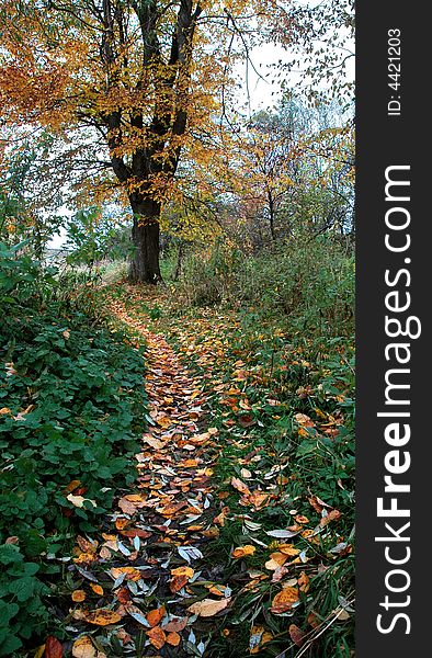 A footpath covered with autumn leaves. A footpath covered with autumn leaves.