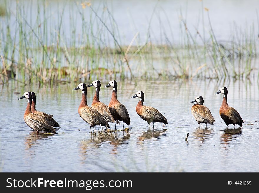 Family of wild ducks in an African lake. Family of wild ducks in an African lake