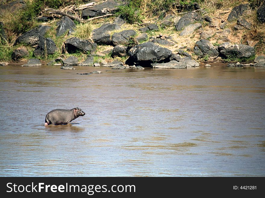 Hippo Juvenile Crossing the Mara River (Masai Mara; Kenya). Hippo Juvenile Crossing the Mara River (Masai Mara; Kenya)