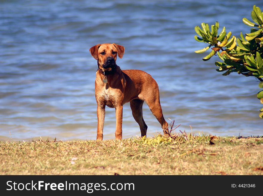 Mastiff standing on the beach. Mastiff standing on the beach
