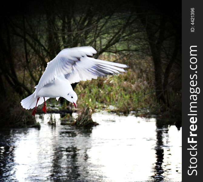 A seagull hovering looking for food over water