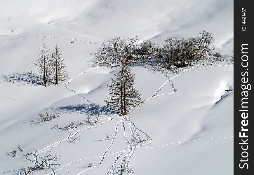 Plants and trees in snow