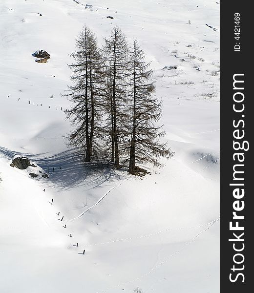 Trees In Snow