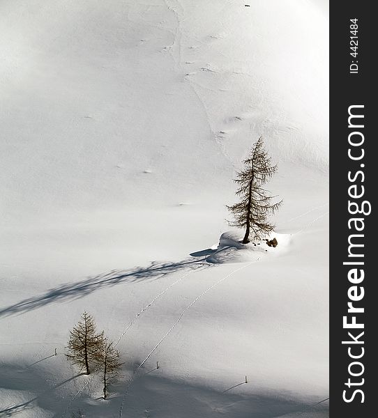 Plants and trees in snow. Plants and trees in snow