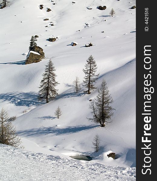 Plants and trees in snow. Plants and trees in snow