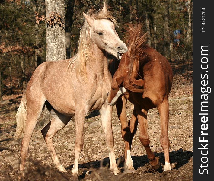 Two Arabian colts fighting and playing. Two Arabian colts fighting and playing