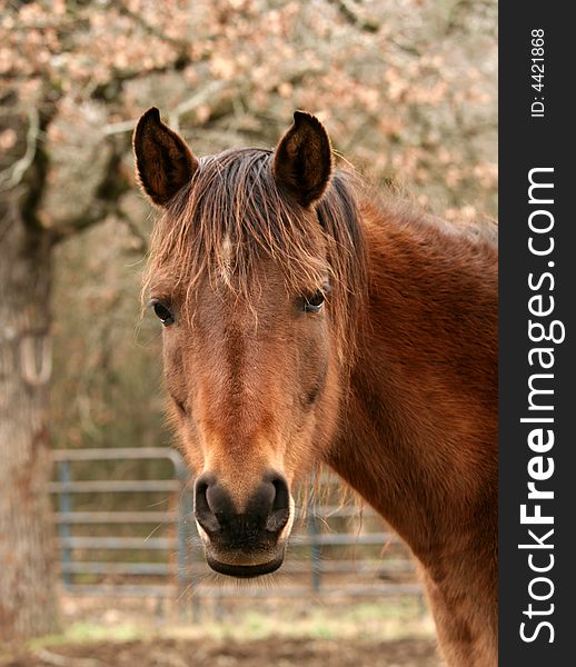 Arabian mare with tree and fence in background. Arabian mare with tree and fence in background