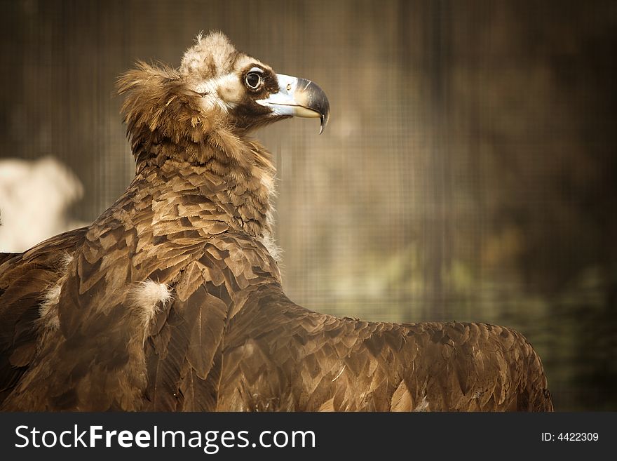 Details of a large brown Condor.