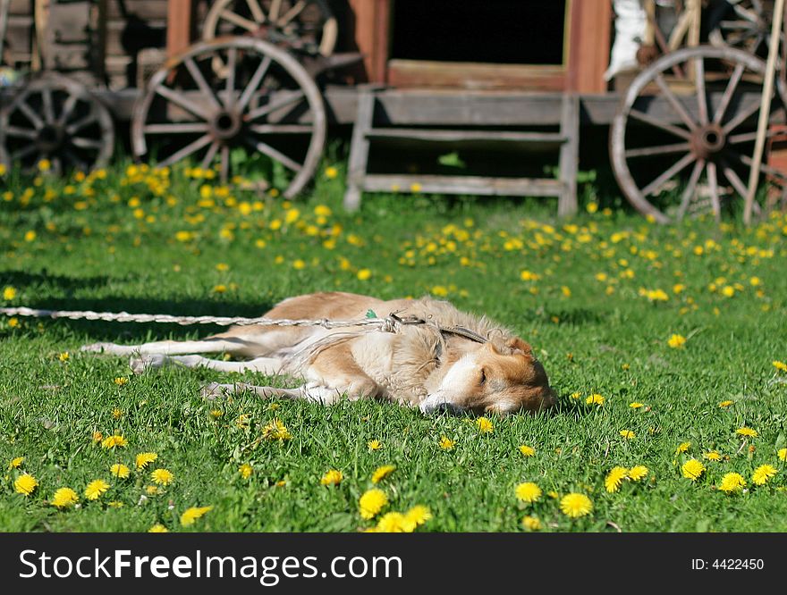 Dog sleeping on a green meadow. Dog sleeping on a green meadow
