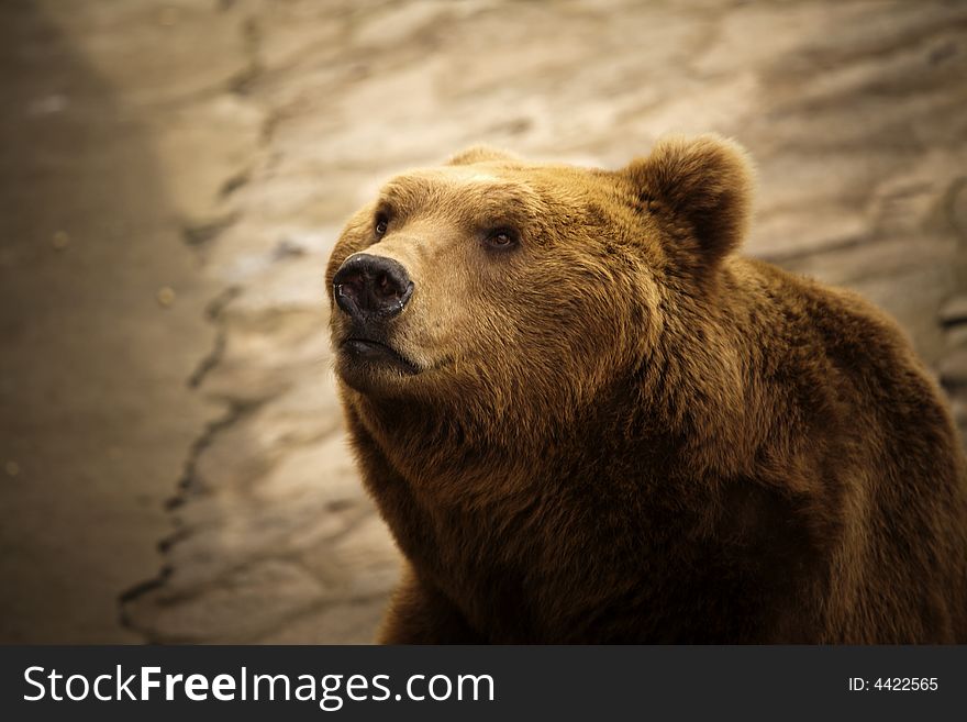 Portrait of a giant brown bear. Portrait of a giant brown bear.