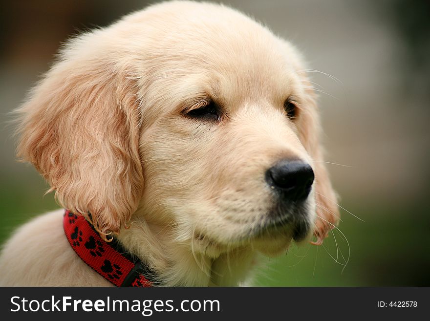 Golden retriever puppy with a green background