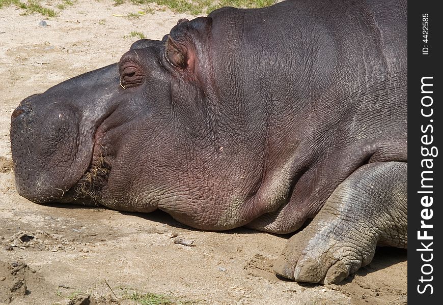 Close up of a hippo sunbathing on a sandy beach. Close up of a hippo sunbathing on a sandy beach