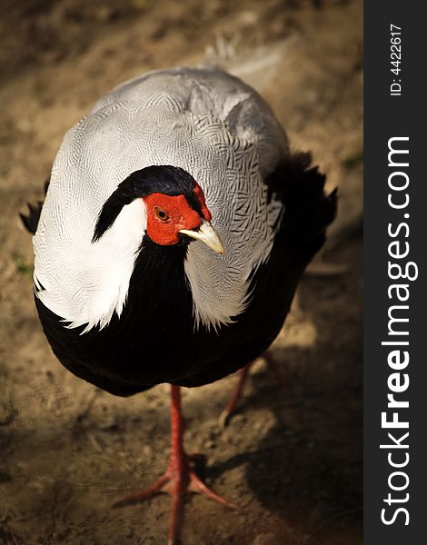 Closeup of a red head chicken.