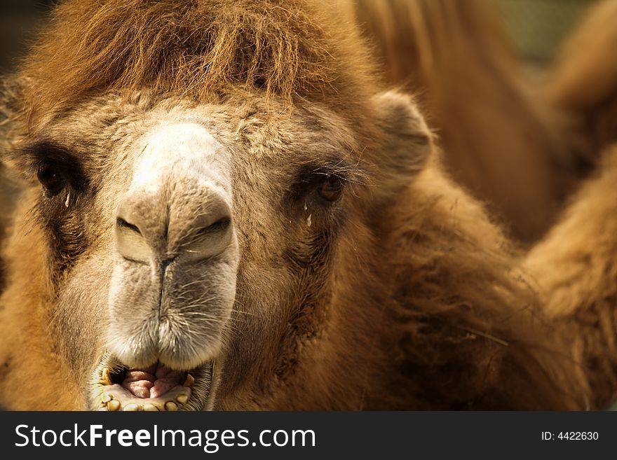 Closeup of the face of a camel. Closeup of the face of a camel.