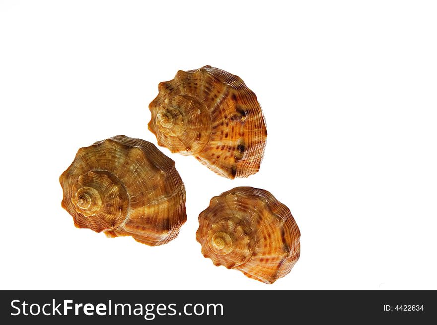 Three shells on white background