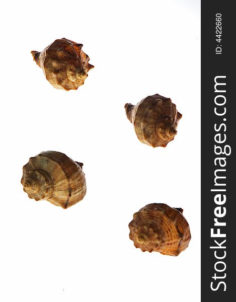 Four shells on white background