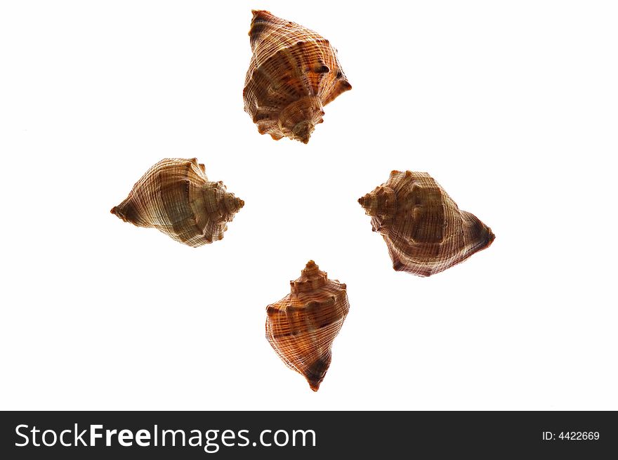 Four shells on white background