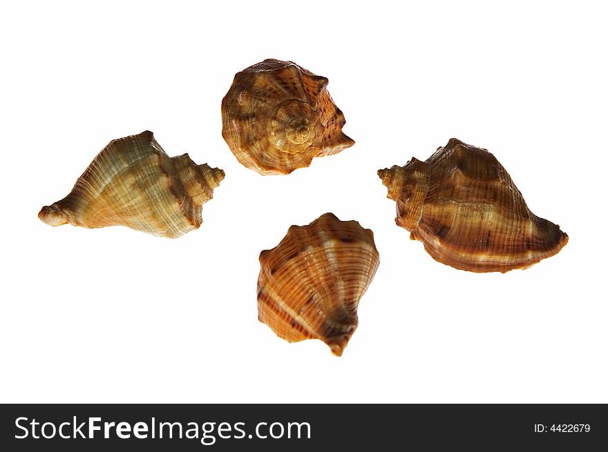 Four shells on white background