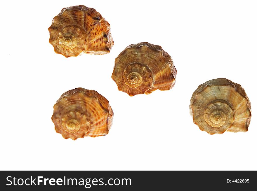 Four shells on white background