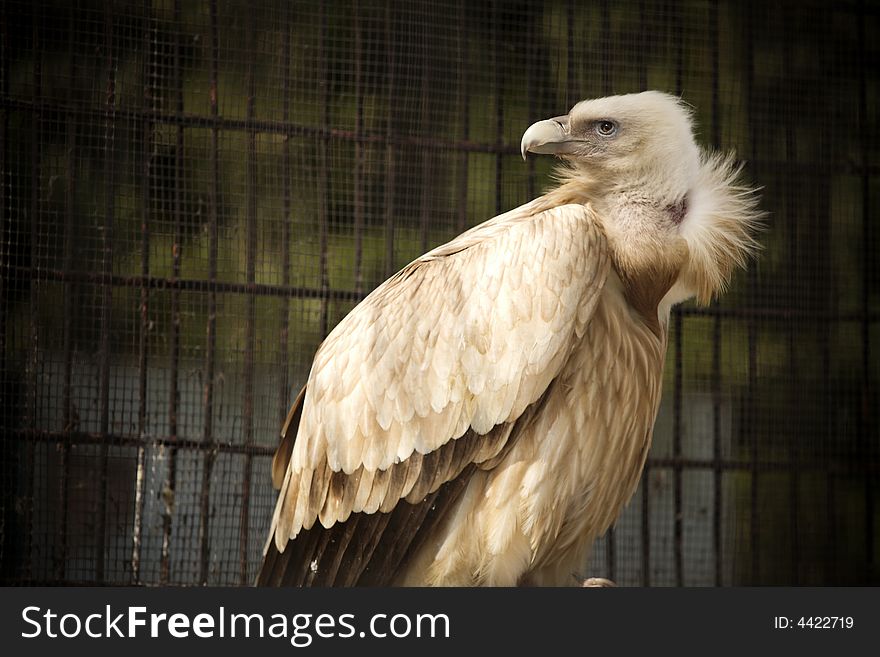 A white condor in Shanghai Zoo