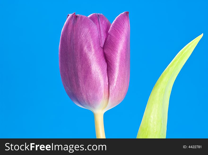 Close up on purple tulip on blue background