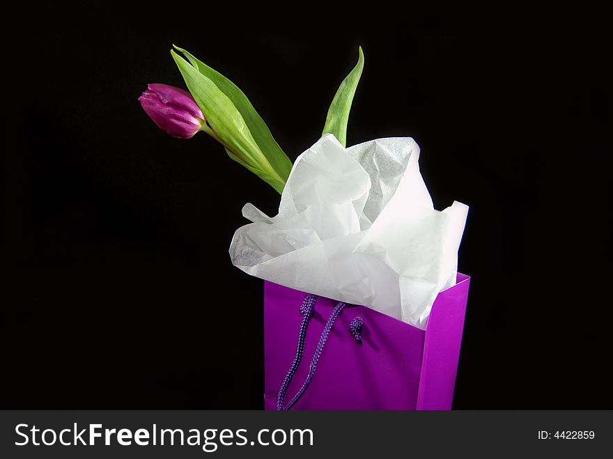 Spring magenta tulip in a gift bag. Spring magenta tulip in a gift bag.