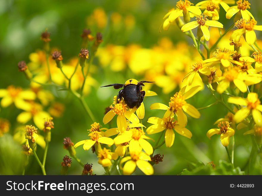Close up of a black bee spreading wings, hanging on yellow flower collecting nacter, in a filed of yellow blossoming flowers, blury background, rear view. Close up of a black bee spreading wings, hanging on yellow flower collecting nacter, in a filed of yellow blossoming flowers, blury background, rear view