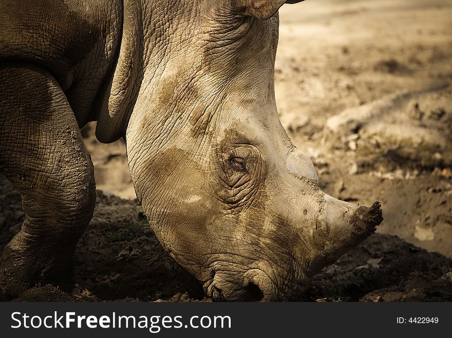 A Giant Rhinoceros in Shanghai Zoo. A Giant Rhinoceros in Shanghai Zoo