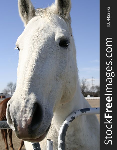 Horse- farm animal, head of whitehorse