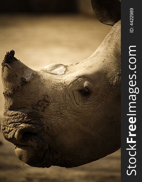 A Giant rhinoceros in shanghai zoo. A Giant rhinoceros in shanghai zoo