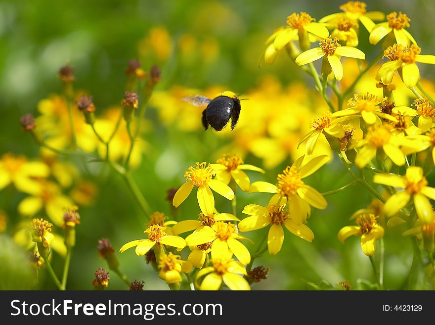 Bee Flying Over Flowers