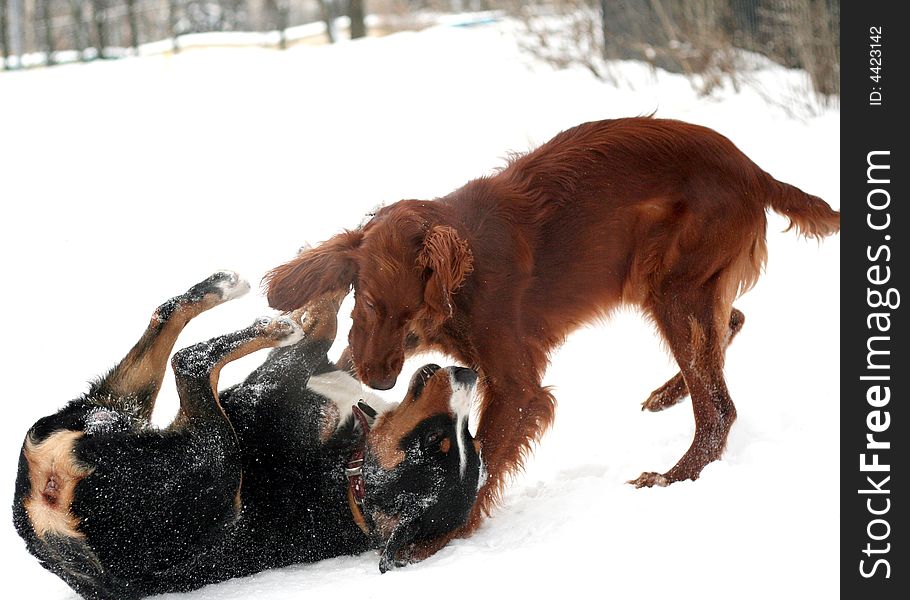 Dogs are playing. It`s nice winter day. It`s time for intresting play. Dogs are playing. It`s nice winter day. It`s time for intresting play.