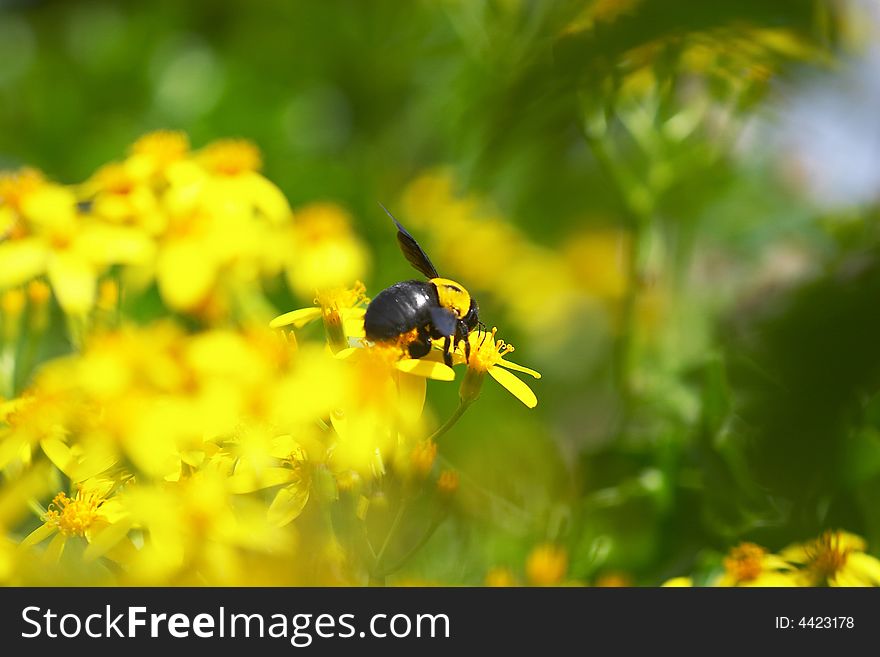 Close up of a black bee spreading wings, standing on yellow flower collecting nacter, in a filed of yellow blossoming flowers, blury background, side view. Close up of a black bee spreading wings, standing on yellow flower collecting nacter, in a filed of yellow blossoming flowers, blury background, side view