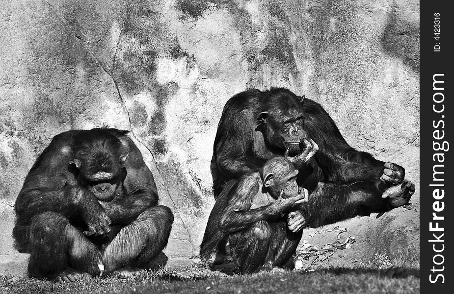 Chimpanzees family on a zoo , black and white