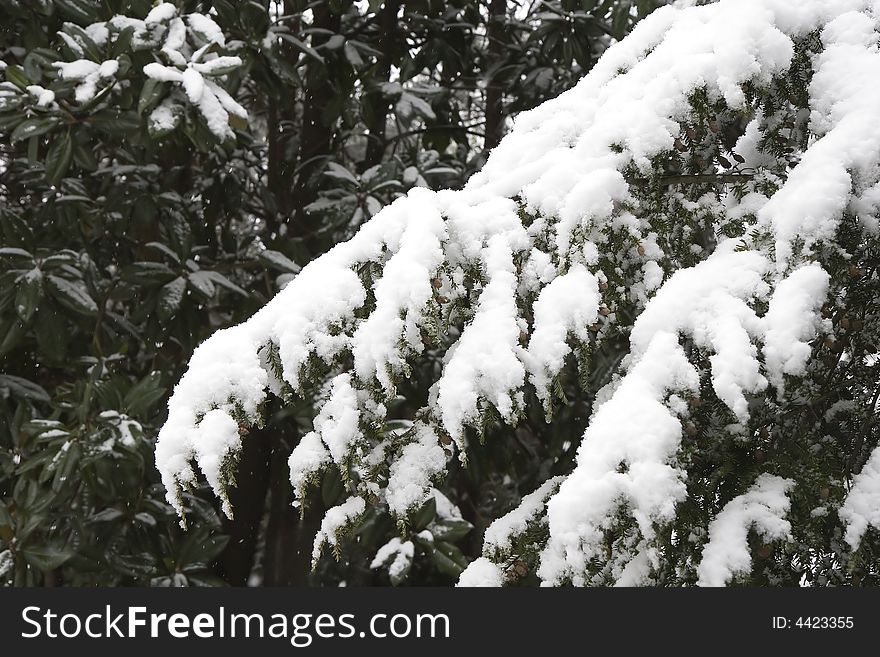 A fresh snow fall on a green fir branch. A fresh snow fall on a green fir branch