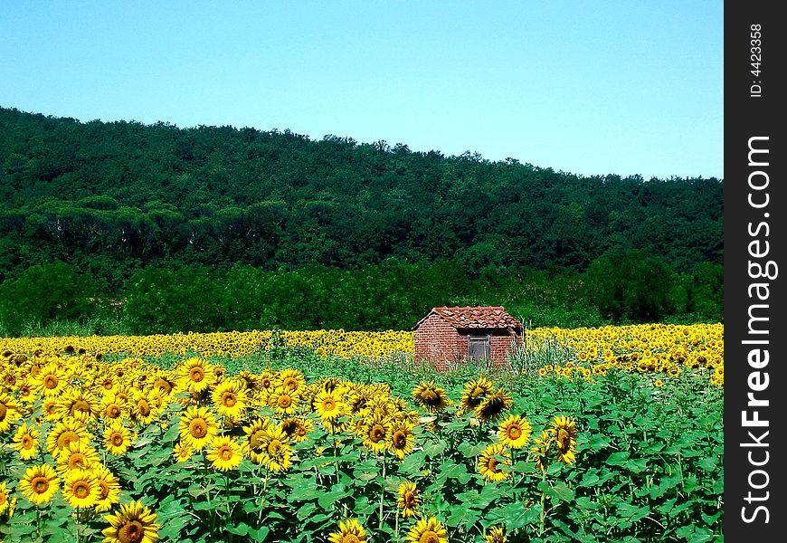 Sunflower field with a little house and a forest. Sunflower field with a little house and a forest