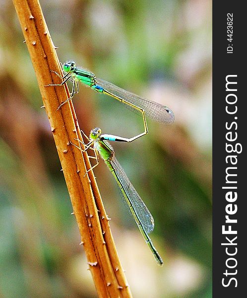 Double damselflies on a stem.a close up photography. Double damselflies on a stem.a close up photography.