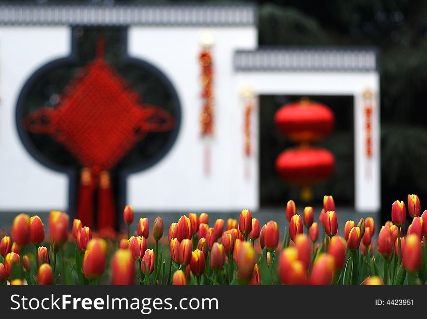 At Chinese New Year's Day ,Many tulips bloom in early spring.There are two lanterns behind the  tulipsã€‚