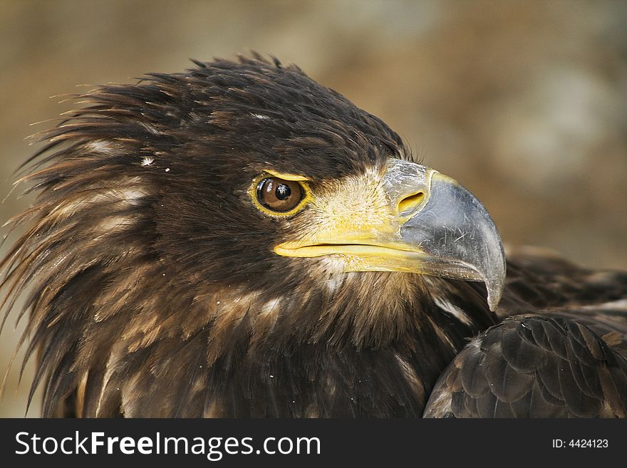 Bird of Freedom - golden eagle