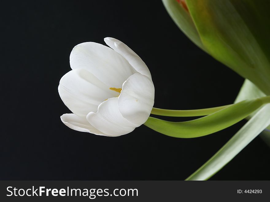 A beautiful gentle white tulip. I took the photograph with backlit. I believe that the white/black/green combination and the composition make this photograph special.