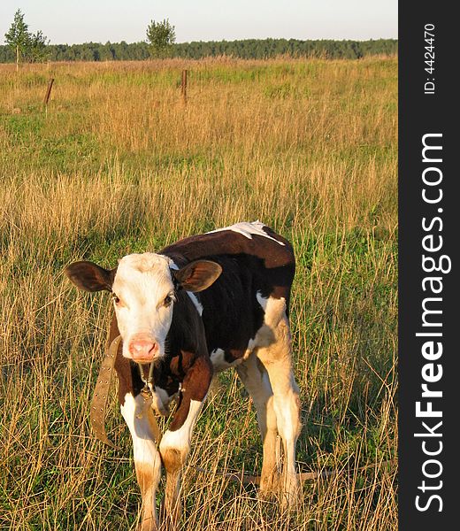 Calf, domestic animal is herded in the meadow